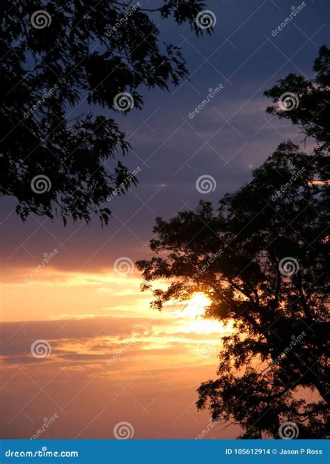 Oak Sunset Silhouette stock photo. Image of sunset, landscape - 105612914