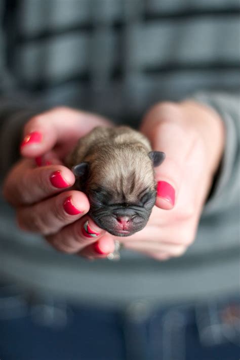 Thecoterieblog.com | Pug puppies, Baby pugs, Cute baby animals