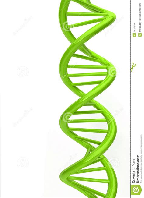 A dna strand model stock illustration. Illustration of human - 9630929