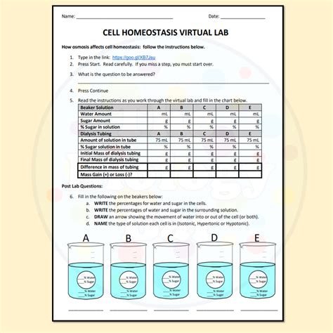 Osmosis Homeostasis Virtual Lab | Made By Teachers