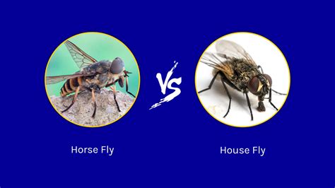 Horse Fly vs. House Fly: 5 Key Differences - A-Z Animals