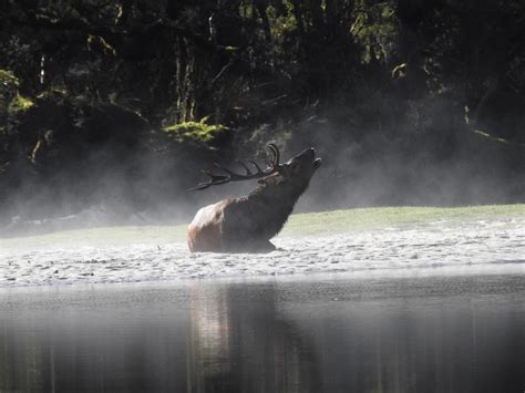 Fiordland Wapiti Herd