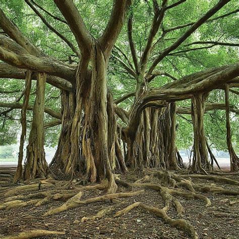 Hinduism: A Majestic Banyan Tree - From Vedas to Buddha - seekeramit.com