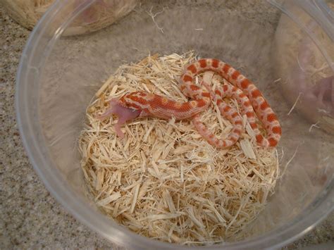 Corn Snakes: One of the Best Domestic Pets - PetHelpful