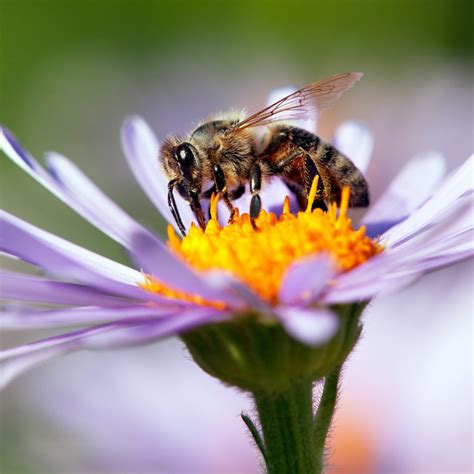 Western Honey Bees at Long Island Aquarium