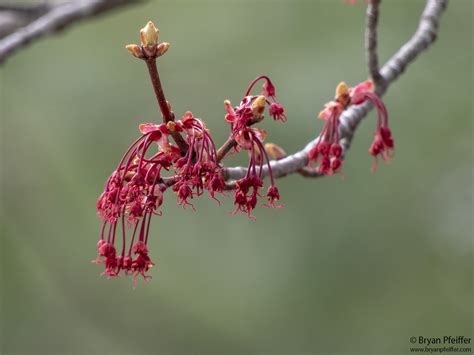 Maple Tree Flower