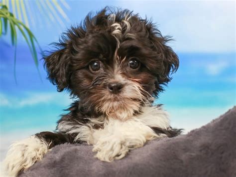 Shih Poo-DOG-Male--2766451-Animal Kingdom | Puppies N Love