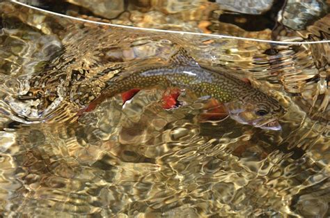 Where to Catch Native Brook Trout in Southern Appalachian Streams