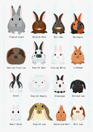 Rabbit Breeds Chart Studio Ayutaka Store - Rabbit Breed Chart ...