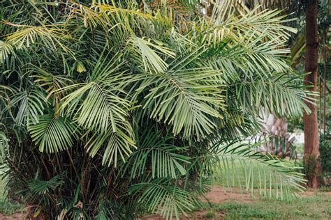 New Orleans Palm Trees: Common Varieties - GFL Outdoors