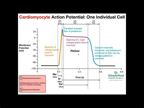 Action Potential Diagram Muscle