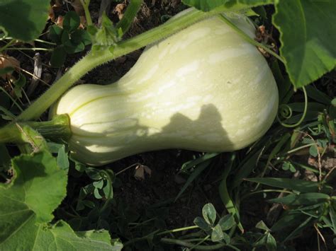 Front Range Food Gardener: Harvesting fall squash