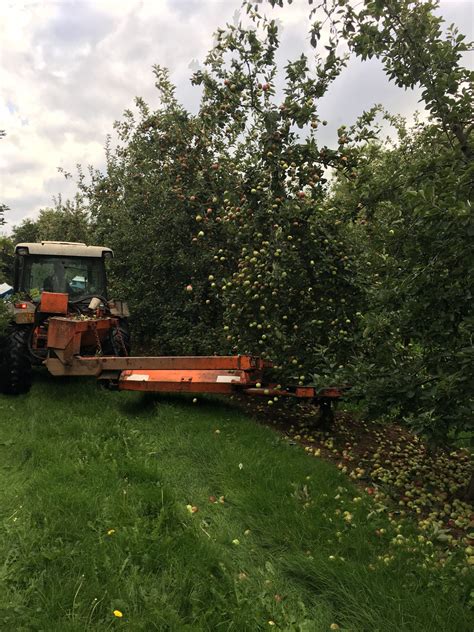 Cider Apples - Stocks Farm