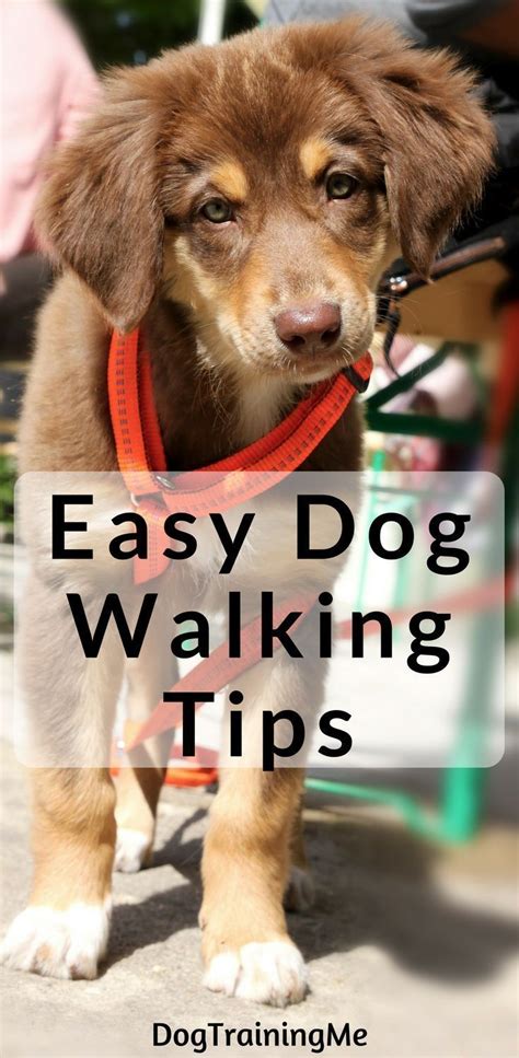 These easy dog walking tips will make your daily outing with your pup much more enjoyable. Find ...