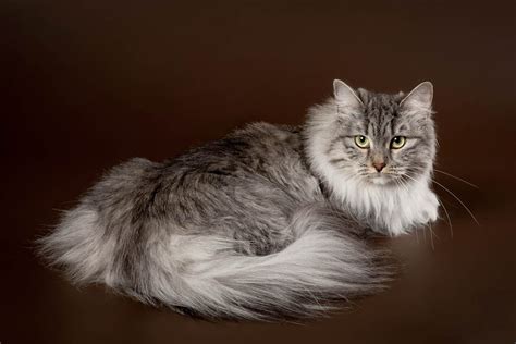 Siberian Cat Breed Information - Cat-World