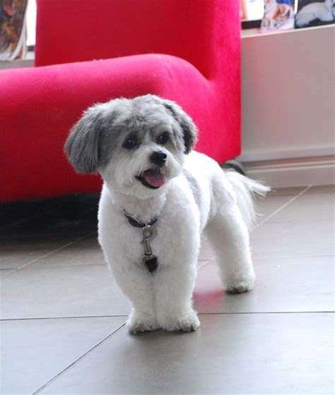 17 Best images about Maltese shihtzu grooming styles on Pinterest | Little miss, Cute pups and ...