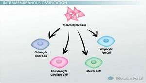 Bone Growth & Development Factors: Endochondral Ossification - Video ...