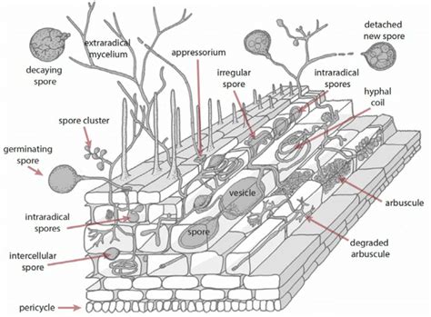 11 Schematic of an arbuscular mycorrhiza, showing the different... | Download High-Quality ...