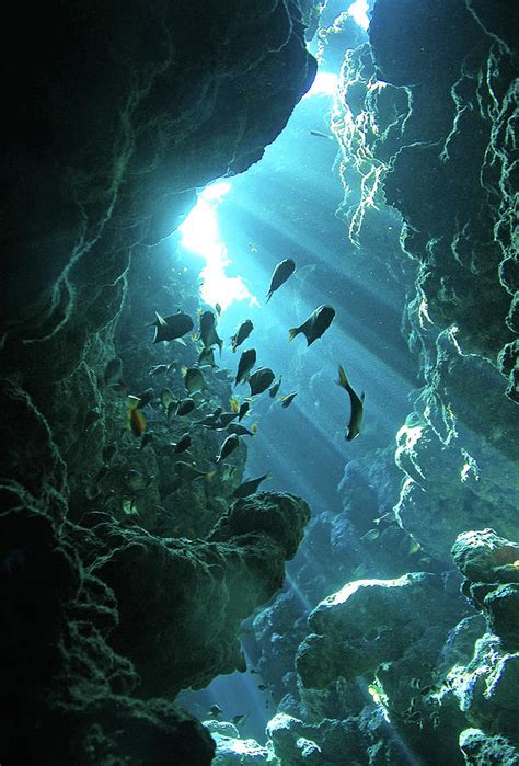 Fish Shelter In Underwater Cave, Egypt by Joost Van Uffelen