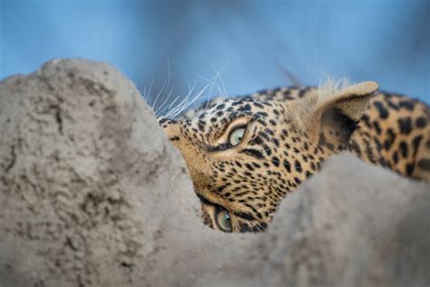 10 Interesting Facts About Leopard Eyes