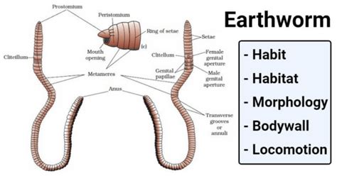 Earthworm- Habit, Habitat, Morphology, Bodywall, Locomotion