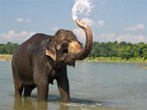 Free photo: Elephant in water - Animal, Waterhole, Water - Free Download - Jooinn