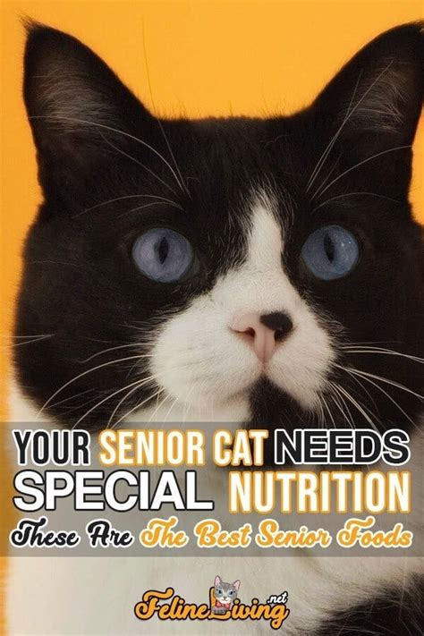 Best Senior Cat Food: May 2024 Buyer’s Guide & Reviews