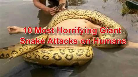 Largest anaconda ever killed - optionsklo