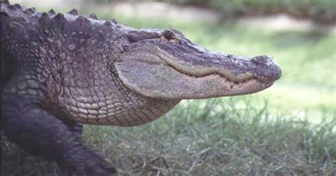 Alligator bites teen on the head at Florida park