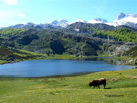 Piedra: Lagos de Covadonga. Asturias.