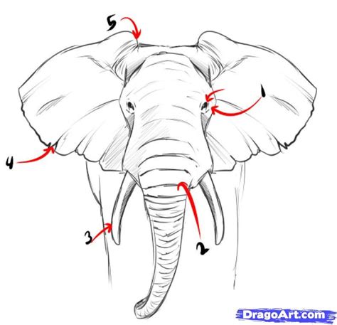 How To Draw A Elephant Face Step By Step at Drawing Tutorials