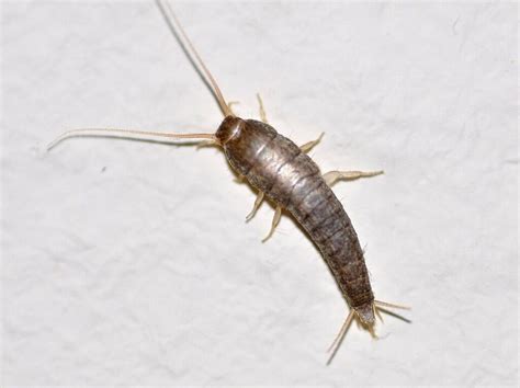 22 Natural Ways to Get Rid of Silverfish - Dre Campbell Farm