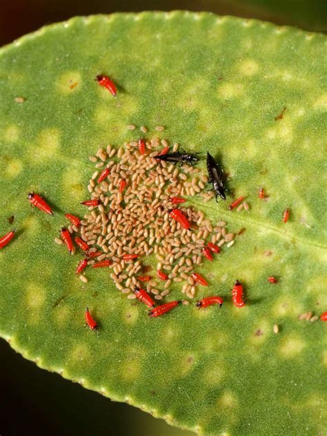 Thrips eggs and colonies, how the tiny insects reproduce