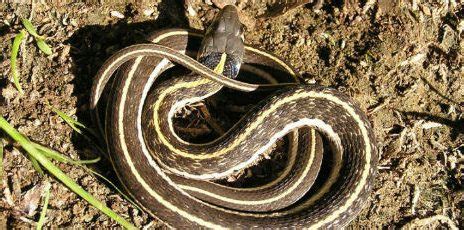 Black-Necked Gartersnake | Gartersnake Research Project