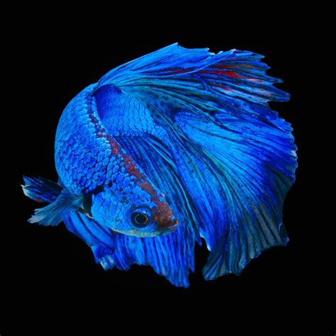 Drxgonfly, Betta Fish (by Kidsada Manchinda)