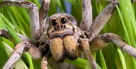 S.A.’s Common Critters: Nothing big or bad about the wolf spider — no matter how scary it looks