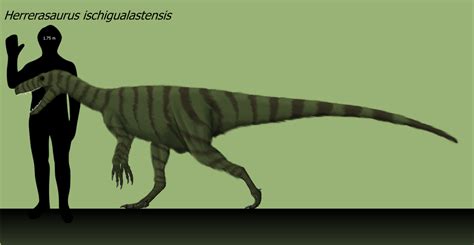 Herrerasaurus ischigualastensis by dinu1999 on DeviantArt