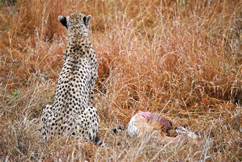 Traveling for the Sole: The Animals of Kruger National Park