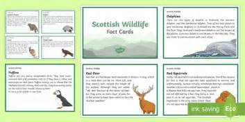 Scottish Wildlife Fact Cards (teacher made)