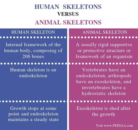 What are the Similarities and Differences Between Human and Animal ...