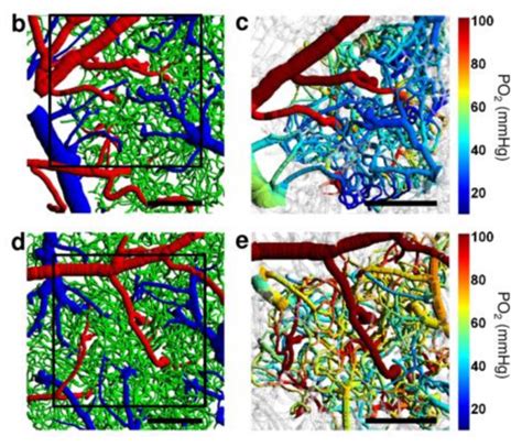 Two-Photon Microscopy – Optical Microscopy Core