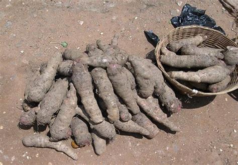 Cocoyam | Diseases and Pests, Description, Uses, Propagation