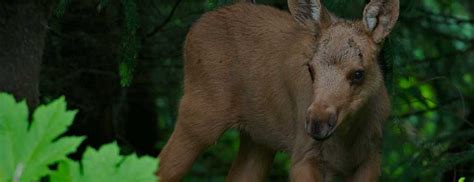 Wildlife in Haines, Alaska - Alaska's Inside Passage