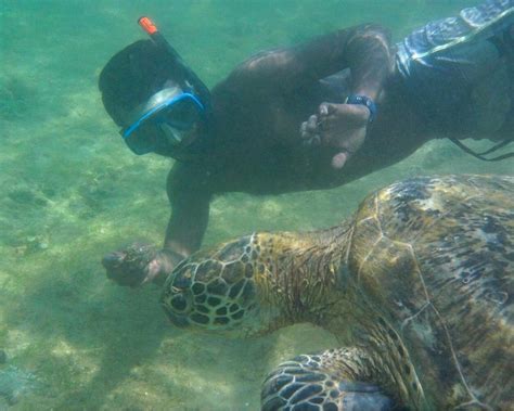 Turtle Bay Activities - All You Need to Know BEFORE You Go (2024)