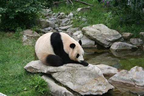 File:Giant panda at Vienna Zoo.jpg - Wikipedia