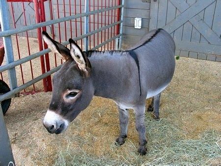 Keeping Donkey / Mule / Burro as Pets