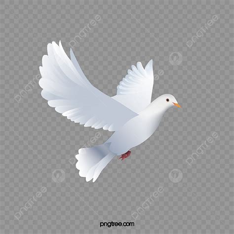 Colombe Blanche PNG , Blanc, Aile, Pigeon Fichier PNG et PSD pour le ...