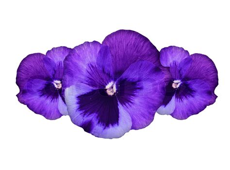 Purple pansy flowers | Stock image | Colourbox