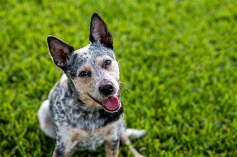 5 Blue Heeler Colors And All Markings Explained