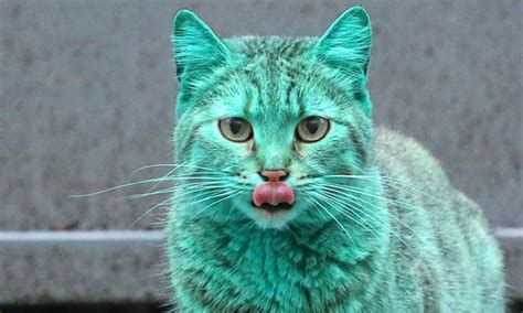 This Cat Accidentally Turned Himself Turquoise And It’s Actually Really Pretty - 9GAG